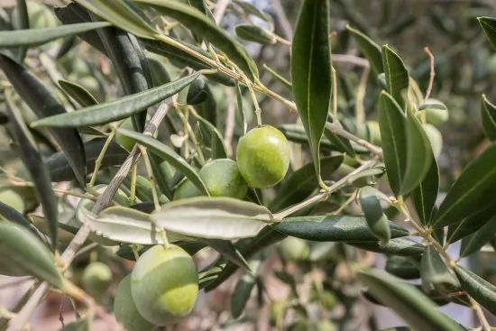 Apartmán Střední Dalmácie - Okrug Gornji DA 3332 N1