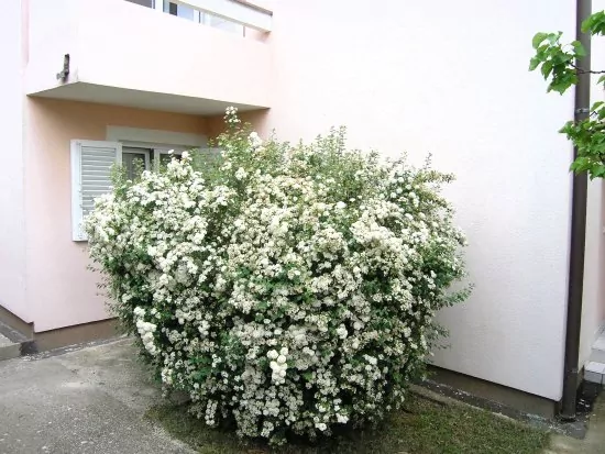 Apartmán Ostrov Krk - Krk OS 8418 N1