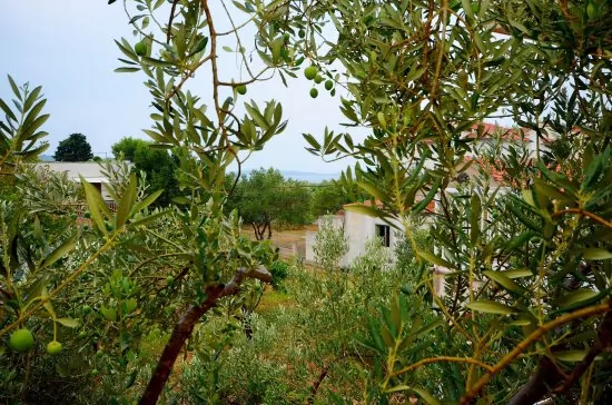 Apartmán Severní Dalmácie - Srima (Vodice) DA 4224 N4