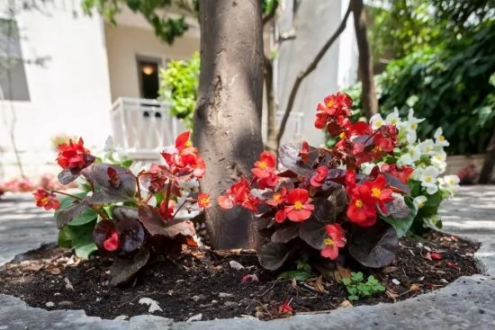 Apartmán Střední Dalmácie - Podgora DA 1911 N2