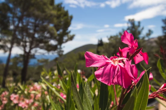 Apartmán Ostrov Lošinj - Ćunski OS 9039 N1