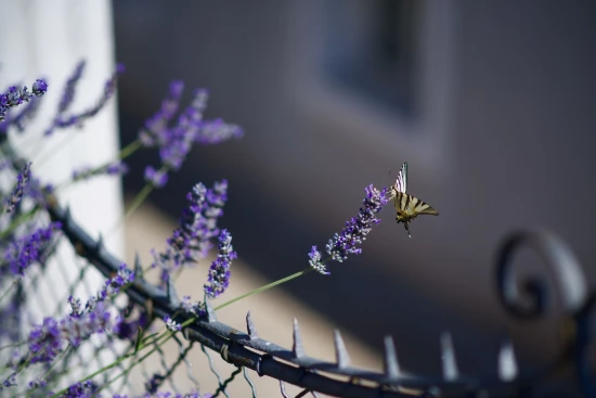 Apartmán Ostrov Lošinj - Mali Lošinj OS 9040 N2