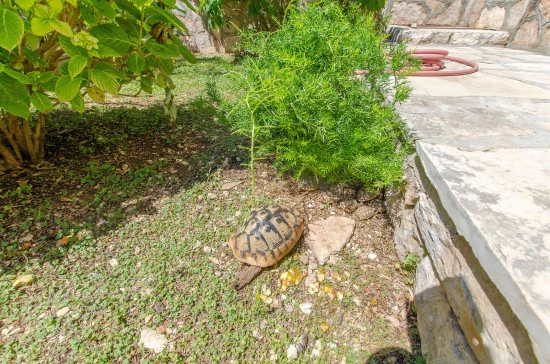 Apartmán Ostrov Brač - Milna (Hvar) OS 9132 N1