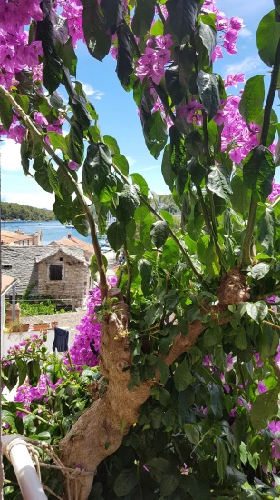 Apartmánový pokoj Ostrov Hvar - Vrboska OS 9139 N1