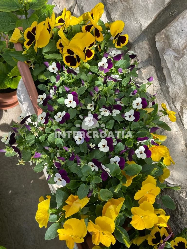 Apartmán Ostrov Brač - Postira OS 9151 N1