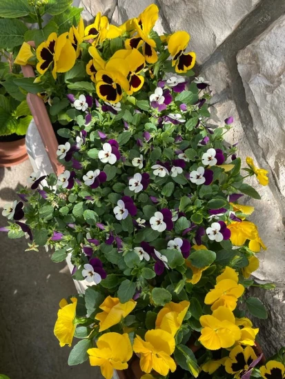 Apartmán Ostrov Brač - Postira OS 9151 N1