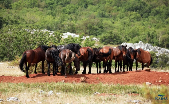 Domek Severní Dalmácie - Starigrad Paklenica DA 7131 N1