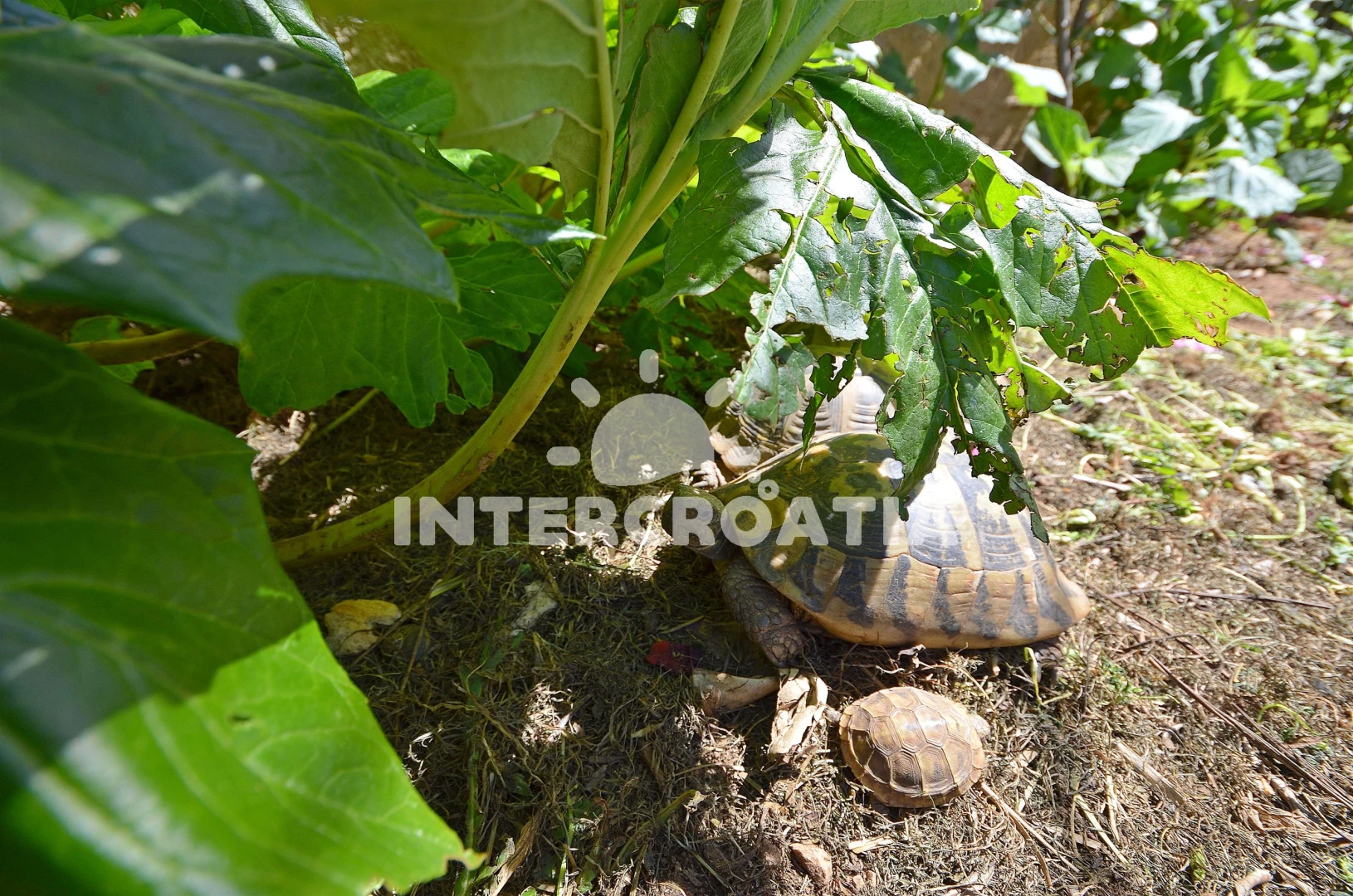 Apartmán Severní Dalmácie - Vodice DA 7143 N1