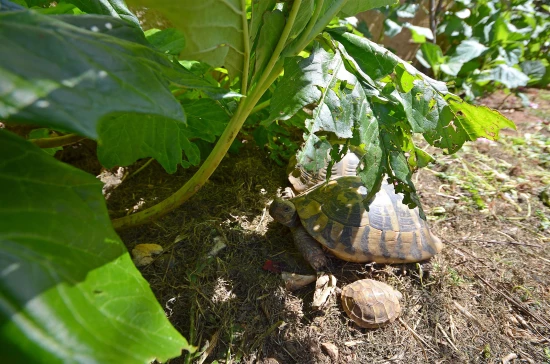 Apartmán Severní Dalmácie - Vodice DA 7143 N1