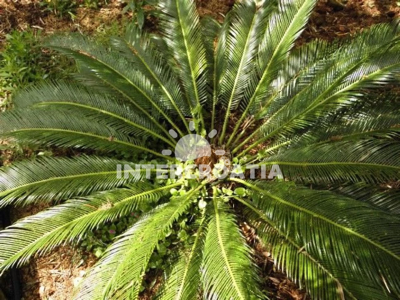 Domek Ostrov Brač - Supetar OS 9172 N1