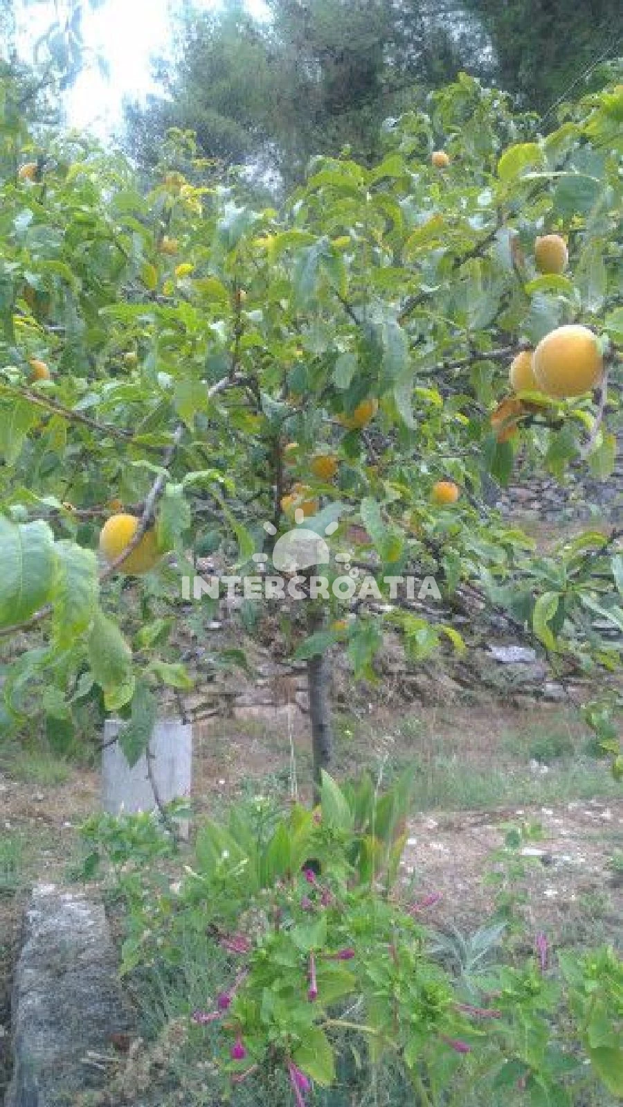 Domek Ostrov Brač - Postira OS 9347 N1