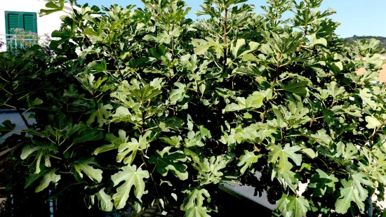 Apartmán Ostrov Vis - Rukavac OS 9453 N2