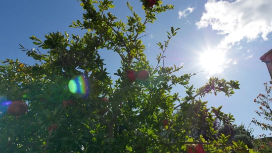 Apartmán Ostrov Vis - Rukavac OS 9453 N2