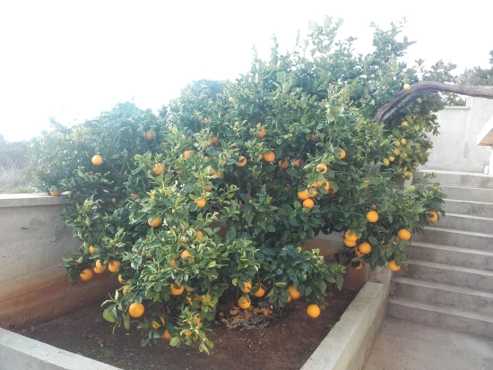 Apartmán Ostrov Vis - Rukavac OS 9453 N2