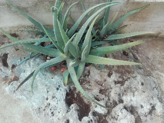 Apartmán Ostrov Vis - Rukavac OS 9453 N2