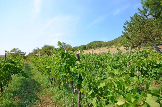 Apartmán Istrie - Plomin IS 7035 N3