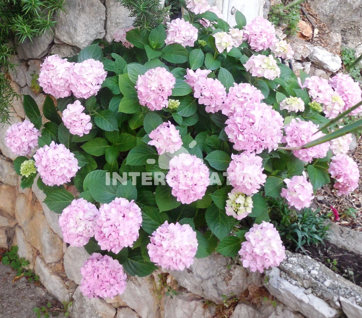 Apartmán Střední Dalmácie - Drašnice (Makarska) DA 7373 N1