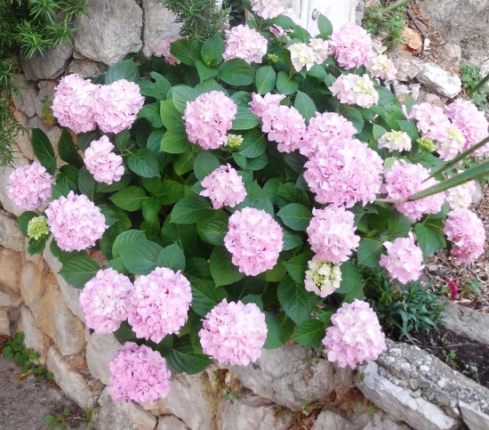 Apartmán Střední Dalmácie - Drašnice (Makarska) DA 7373 N2