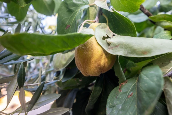 Apartmán Střední Dalmácie - Slatine (Čiovo) DA 7425 N1