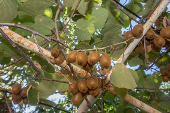 Apartmán Střední Dalmácie - Slatine (Čiovo) DA 7425 N1