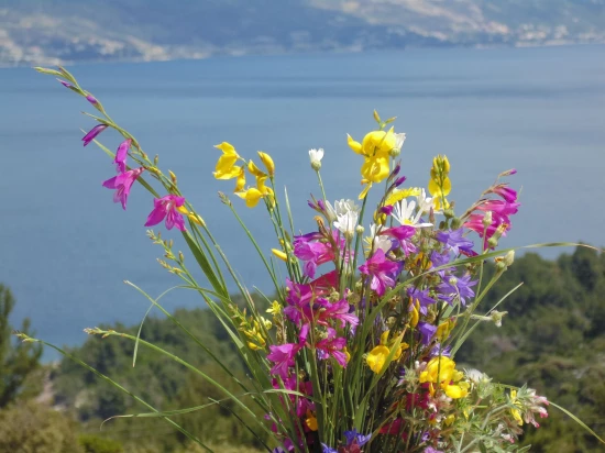 Domek Ostrov Brač - Postira OS 9523 N1