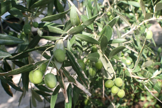 Apartmán Ostrov Brač - Bol OS 9537 N2