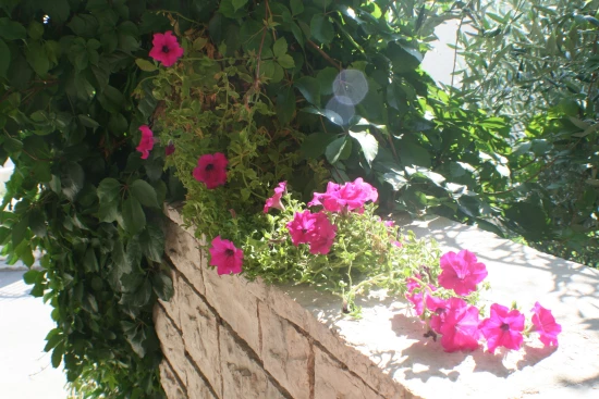 Apartmán Ostrov Brač - Bol OS 9538 N6