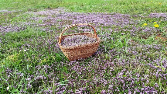 Domek Istrie - Forčići IS 7044 N1