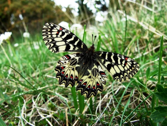 Domek Istrie - Forčići IS 7044 N1