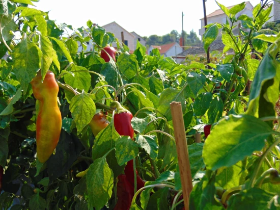 Domek Ostrov Brač - Postira OS 9559 N1