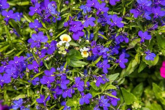 Apartmán Ostrov Korčula - Brna OS 9562 N2