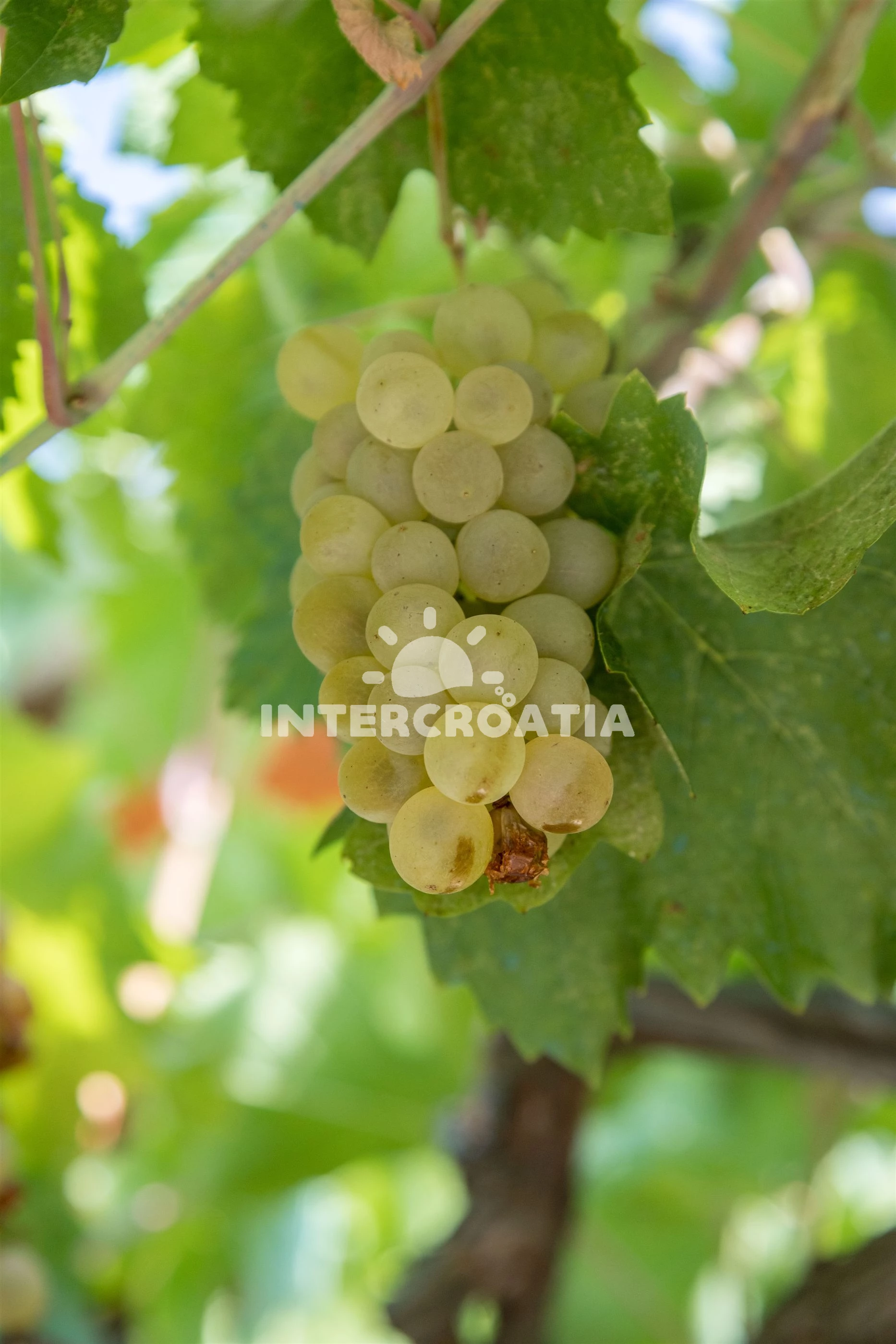 Apartmán Střední Dalmácie - Žedno (Čiovo) DA 7509 N1