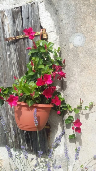 Apartmán Ostrov Pag - Jakišnica OS 9604 N4