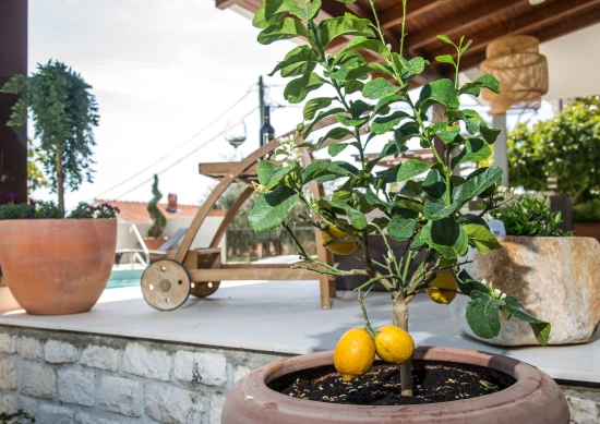 Vila Střední Dalmácie - Seget Vranjica DA 7519 N1