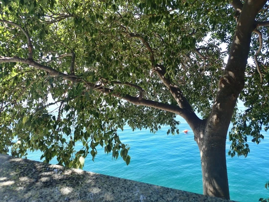 Apartmán Severní Dalmácie - Tribanj (Starigrad) DA 7526 N2