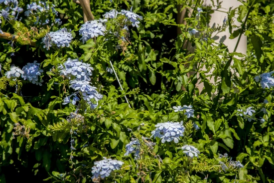 Apartmán Ostrov Hvar - Gdinj OS 9627 N1