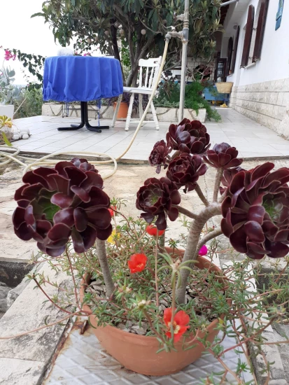 Apartmán Střední Dalmácie - Blato DA 7576 N1