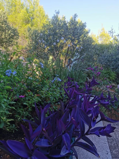 Apartmán Střední Dalmácie - Blato DA 7576 N1