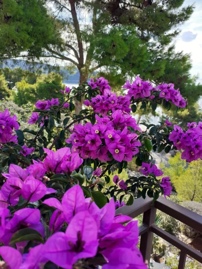 Apartmán Střední Dalmácie - Blato DA 7576 N1