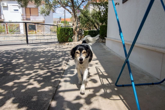 Apartmán Střední Dalmácie - Trogir DA 7577 N2