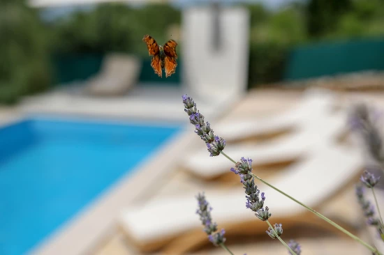 Vila Severní Dalmácie - Drniš (Šibenik) DA 7619 N1