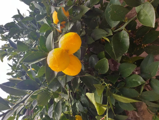 Apartmán Ostrov Lastovo - Pasadur OS 9709 N1