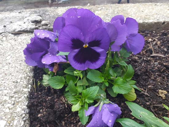 Apartmán Ostrov Lastovo - Pasadur OS 9709 N1