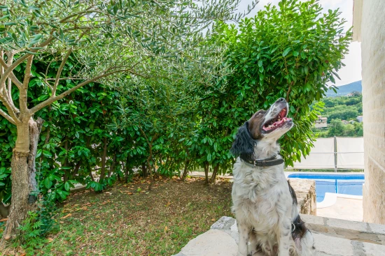 Vila Střední Dalmácie - Gata (Omiš) DA 7667 N1