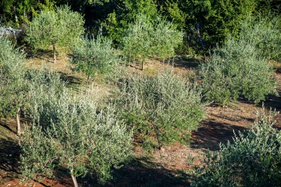 Vila Ostrov Krk - Risika OS 9730 N1