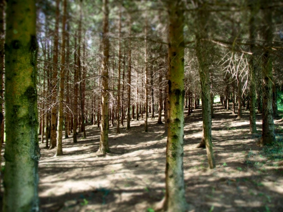 Apartmán Kvarner - Josipdol KV 7127 N1