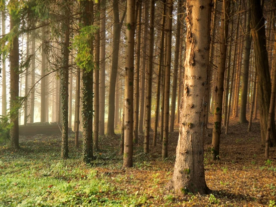 Apartmán Kvarner - Josipdol KV 7128 N2