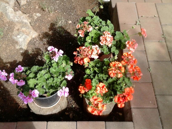 Apartmán Ostrov Krk - Krk OS 9738 N1