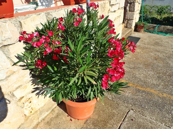 Apartmán Severní Dalmácie - Posedarje DA 7713 N1