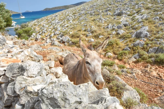 Domek Ostrov Kornat - Uvala Lopatica OS 9792 N1